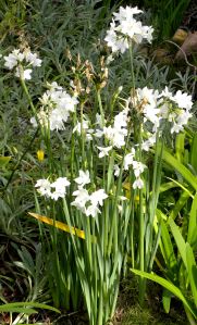 007 paperwhites blooming in Nov