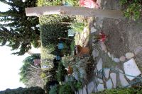 IMG_0397 magnolia tree mostly gone