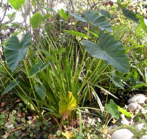 taro in front pond