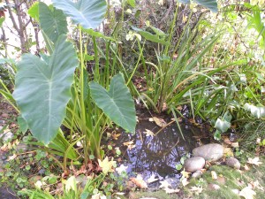 iris, taro, pond 026