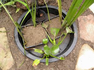 iris, taro, pond 032 plants in dirt