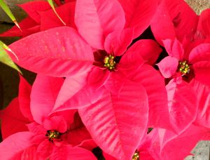 garden 012 poinsettia