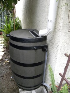 rain barrel, German pancake 008