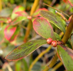 yard flowers 020 blueberry buds