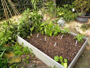 yard flowers 029 bed #1