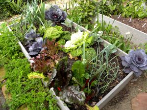 yard flowers 030 bed #2