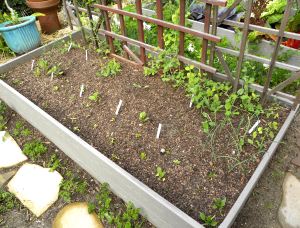 yard flowers 031 bed #3