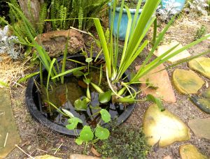yard flowers 033 backyard pond