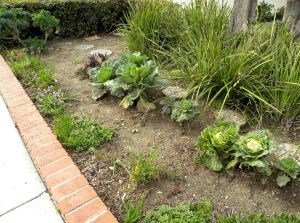 yard flowers 094 front garden