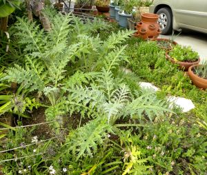 yard flowers 097 artichokes