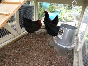 b-day party, hens 101