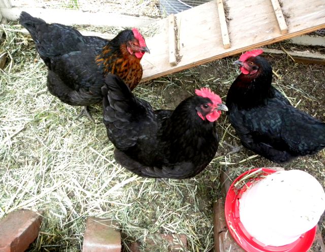 ginger, coop, OCCC 037 3 hens clean coop