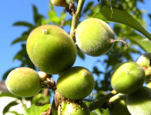 026 Florida Prince peaches