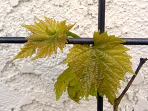 028 grape leaves