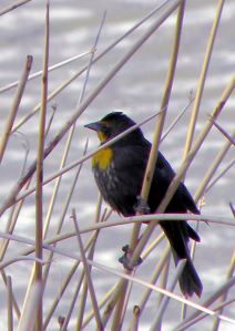 020 Female yellow-headed blackbird