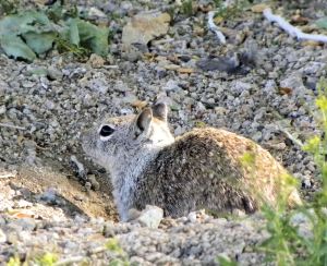 058 California ground squirrel