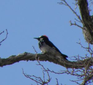 088 acorn woodpecker