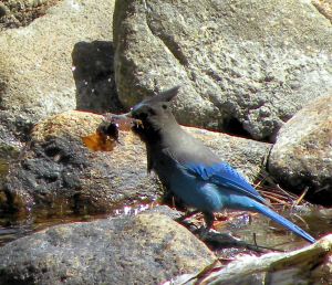 106 Steller's jay