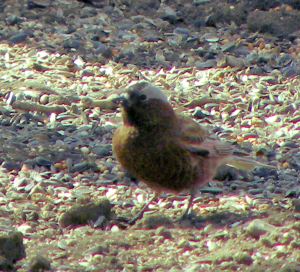 147 Gray-crowned Rosy Finch