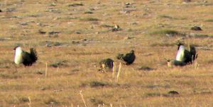 183 sage grouse copulating