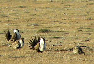 204 sage grouse