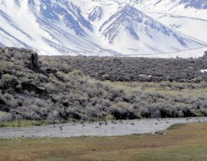 256 teal taking off 2