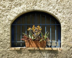 France 075 succulents in window
