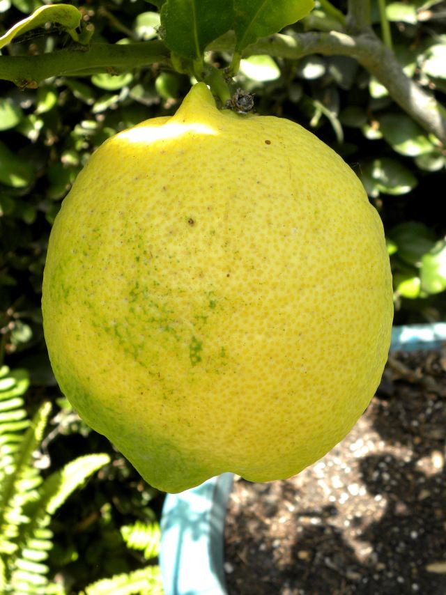 Normal Lemon My 100th Blog Post: Our southern California fruit, flower, and veggie ...