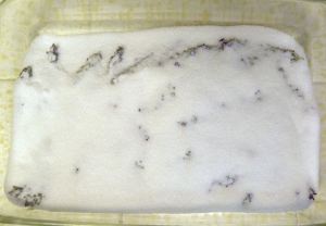 2010-07-01 harvest 037 lavender sugar