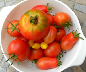 2010-08-019 harvest 002 tomatoes