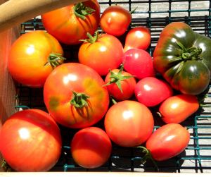 2010-08-019 harvest 014 tomatoes