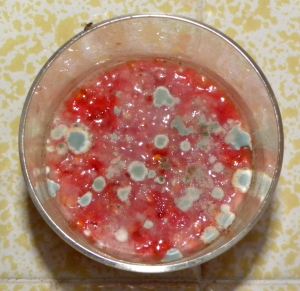 2010-08-26 005 moldy seeds