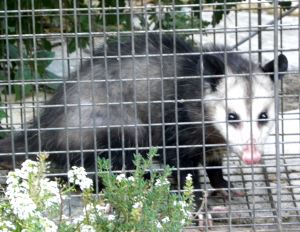 2010-08-26 010 young possum