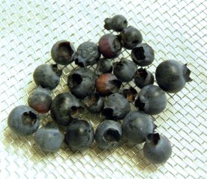 2010-08-26 011 last blueberries