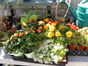 2010-09-04 garden 009