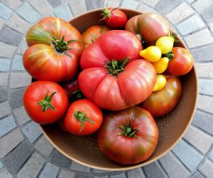 2010-09-13 022 tomatoes