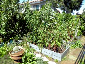 2010-09-13 027 early sept garden