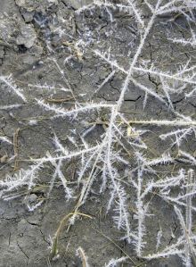 2010-10-27 e sierra nik 109 frost