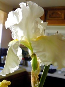 2010-11-5 garden 001 white iris