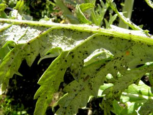 2010-11-5 garden 003 aphid infested artichoke
