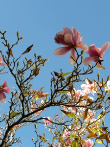 2010-11-5 garden 004 pink magnolia