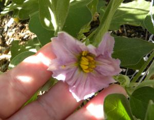 2010-11-5 garden 007 eggplant flower
