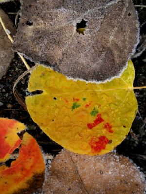 img_0275 aspen leaves