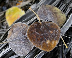 img_0284 frosted leaves