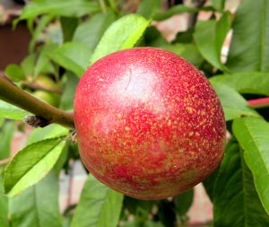 2011-06-22 007 Snow Queen nectarine