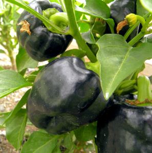 2011-06-22 018 black bell peppers
