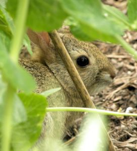 2011-06-22 026 baby bunny