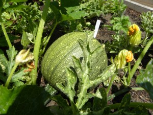 2011-07-04 garden, 4th of July 007