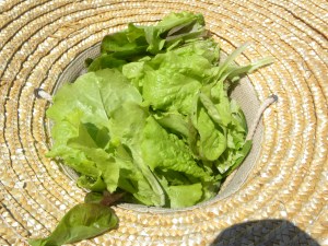 2011-07-04 garden, 4th of July 012