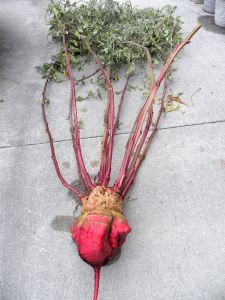 2011-07-18 104 gargantua